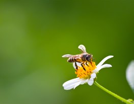 O včelách a medu
