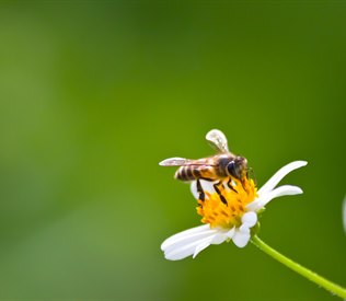O včelách a medu